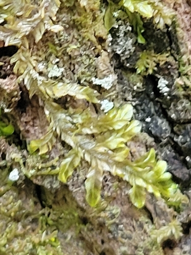 Orthorrhynchium elegans observed 2026-10-12