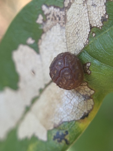 Oak Leaf Gall Midge