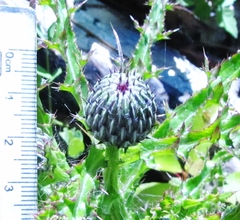 Cirsium repandum