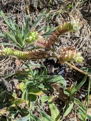 Phacelia imbricata imbricata