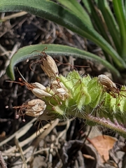 Phacelia imbricata imbricata