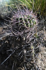 Echinopsis leucantha