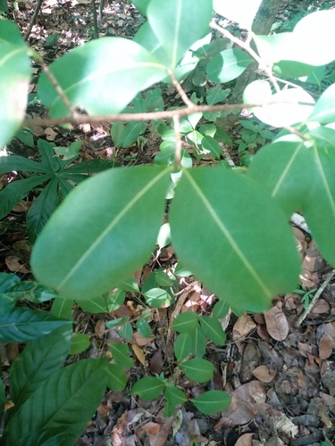 Erythroxylum observed 2026-10-13