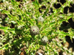 Cirsium repandum