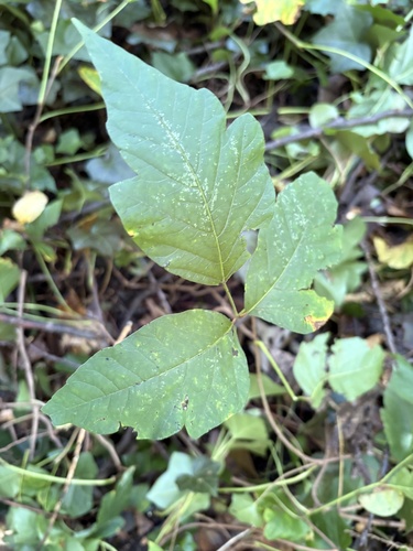 eastern poison ivy