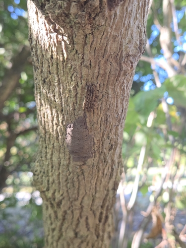 Spotted Lanternfly