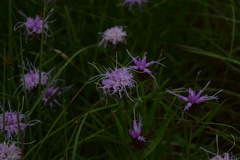 Liatris compacta