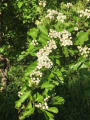 Crataegus