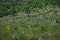Liatris compacta