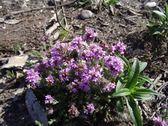 Thymus villosus