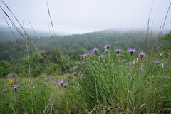 Liatris compacta