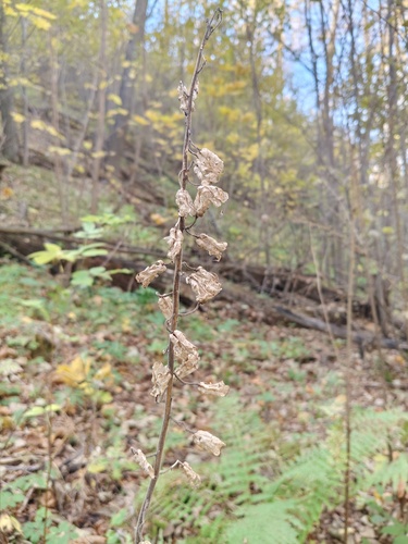 Aconitum lycoctonum, 2026-10-11