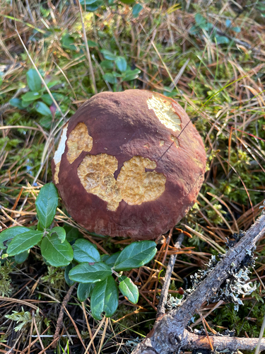 Pine Bolete