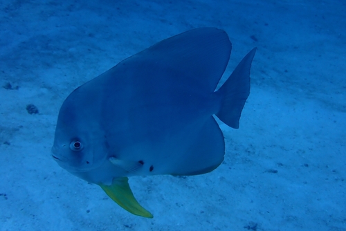 Platax teira observed 2026-10-08