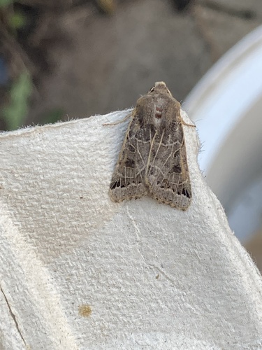 Lunar Underwing