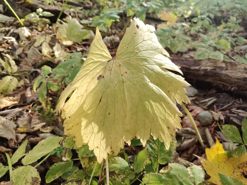 Aconitum lycoctonum, 2026-10-11