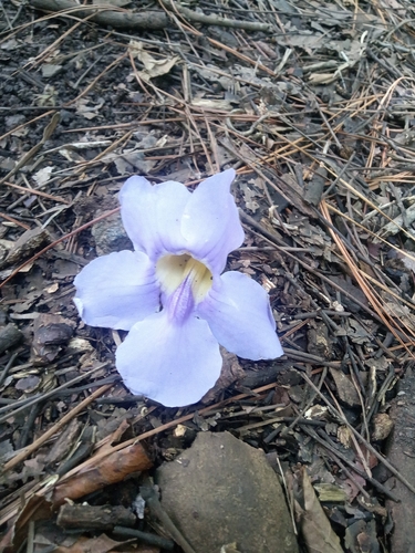 Thunbergia grandiflora observed 2026-10-13