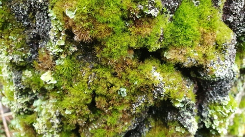 Orthodicranum montanum, 2026-10-13
