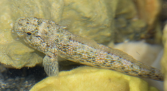 Bathygobius soporator