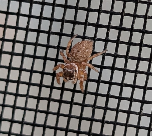 Mediterranean white-banded spider