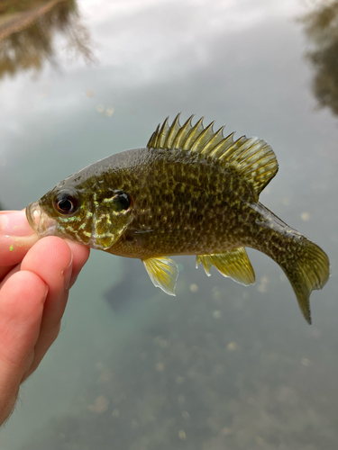 Pumpkinseed