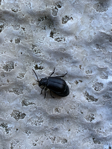 black-punctured leaf beetle