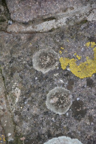 Lecanora subfusca observed 2026-10-10