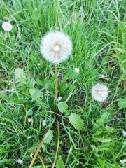 Taraxacum
