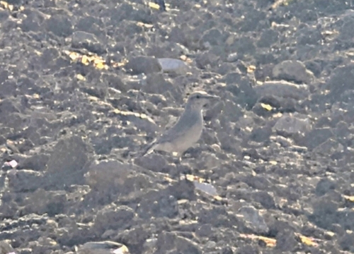Northern Wheatear