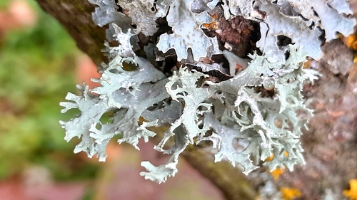 tree moss