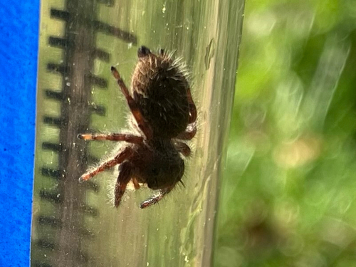 Grayish Jumping Spider