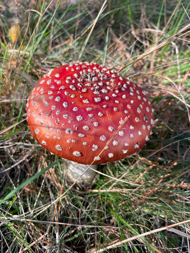 Fly Agaric