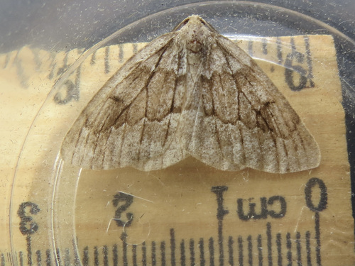 Hoary Conifer Looper photo 5