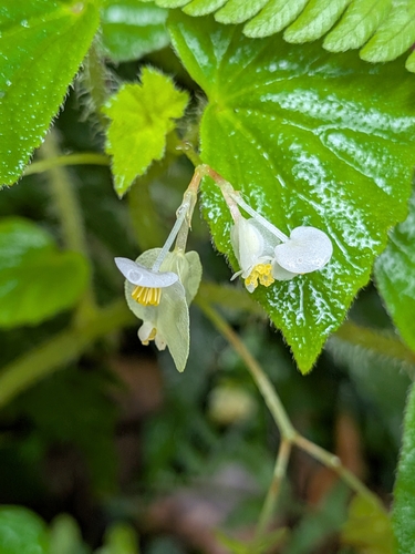 Begonia, 2026-10-05