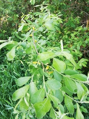 Salix