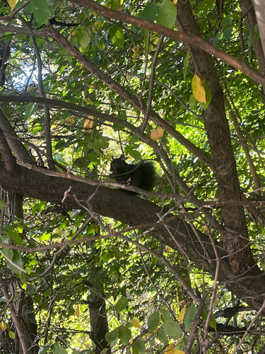 Eastern Gray Squirrel