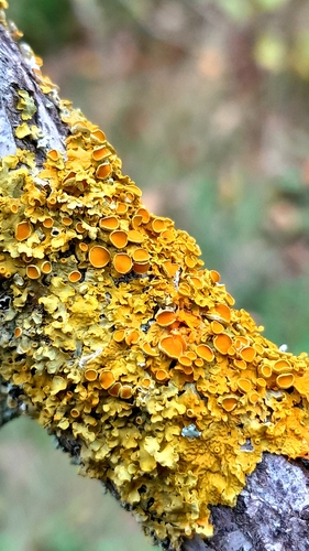 Common Sunburst Lichen