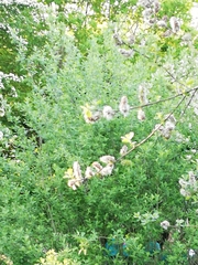 Salix