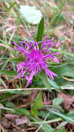Brown Knapweed