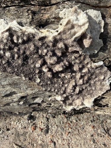 Schizoporella errata observed 2026-10-13