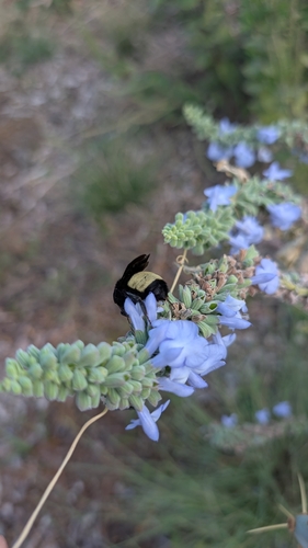 American Bumble Bee