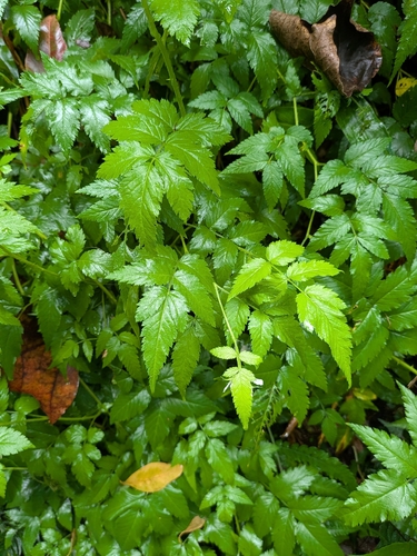 Rubus rosifolius observed 2026-10-05