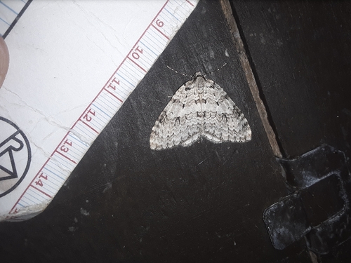 Autumnal Moth