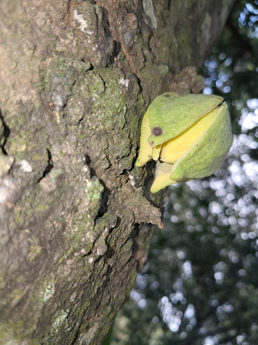Annona muricata observed 2026-10-12