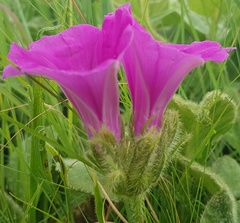 Ipomoea pellita