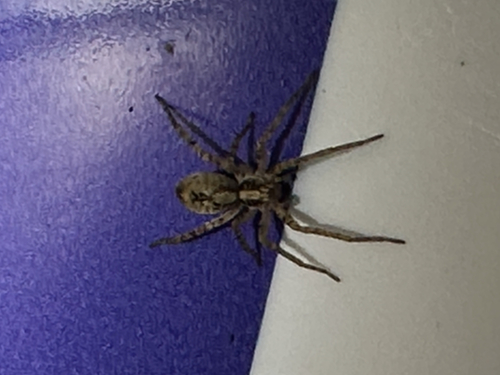 Buzzing Spider
