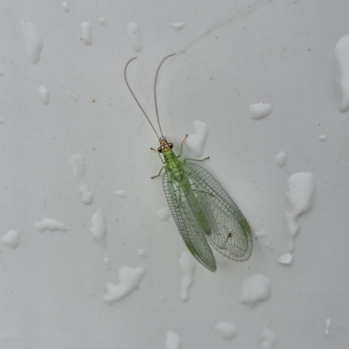 Chrysopa oculata