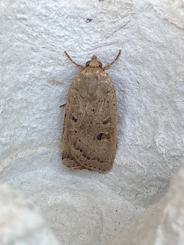 Lesser Yellow Underwing