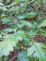 Crataegus
