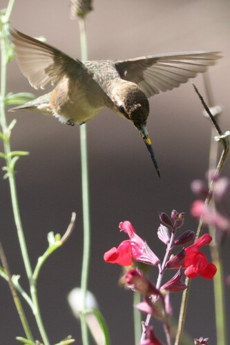 Black-chinned Hummingbird observed by bburrito